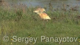 Video of Squacco Heron - Squacco Heron hunting fish in Shabla lake
